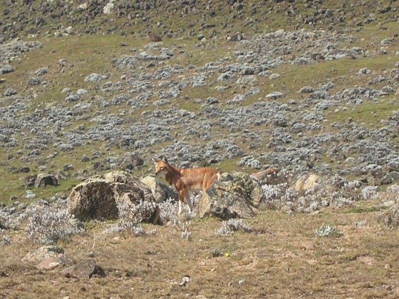 Sanetti Plateau