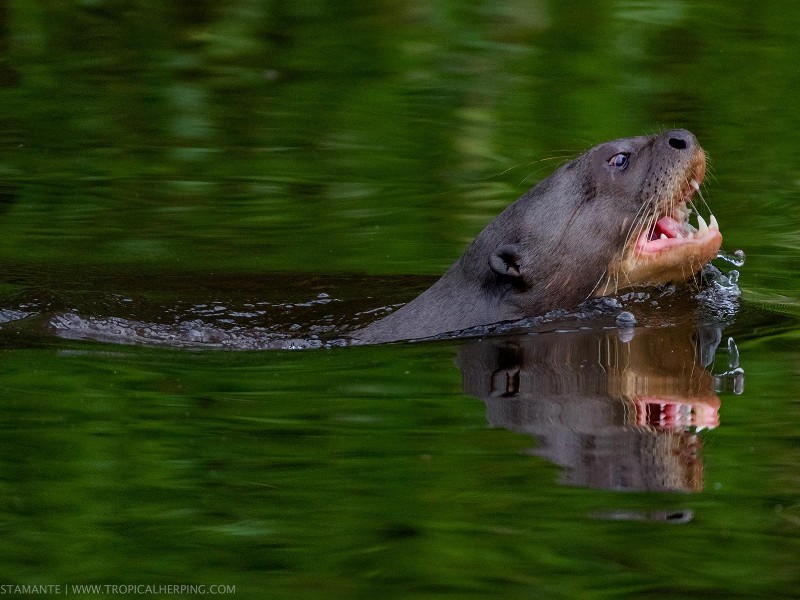Napo Wildlife Center - Fischotter