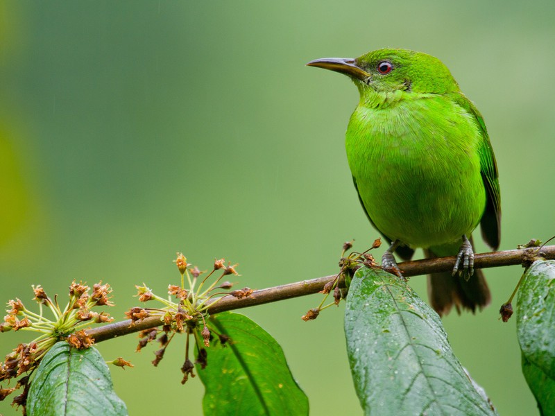Female Green Honeycreeper