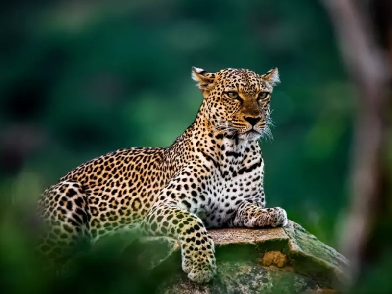 Samburu National Reserve