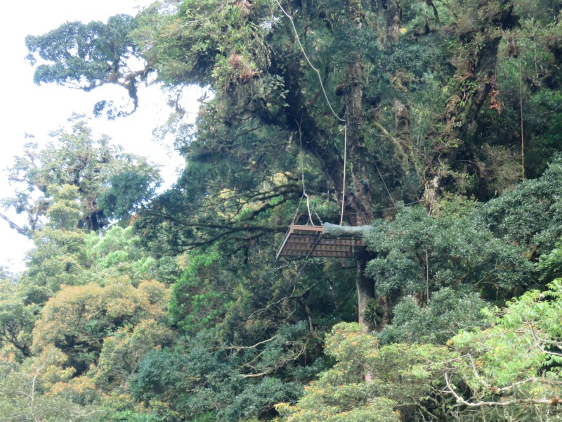 Canopy - Boquete