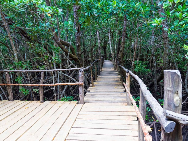 Jozani Forest in Zanzibar