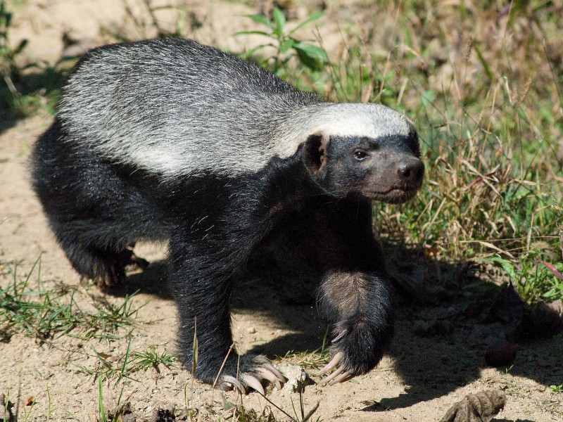 Honey badger
