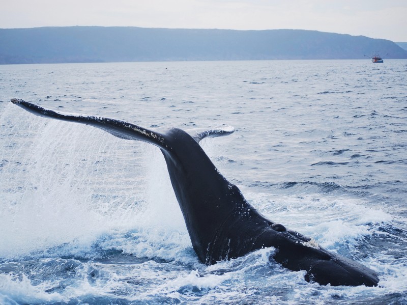 Canada -  New Brunswick