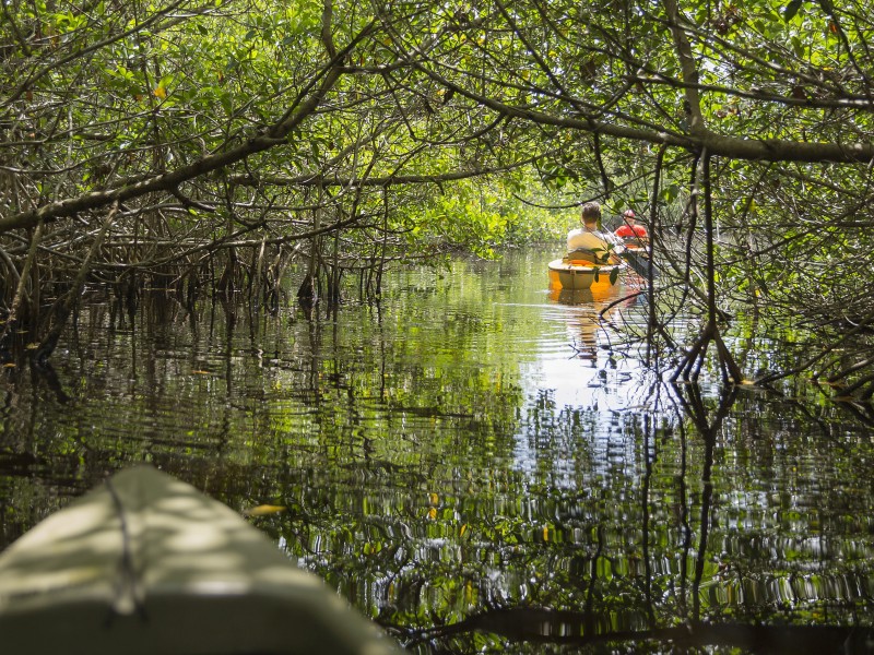 USA - Florida - Everglades