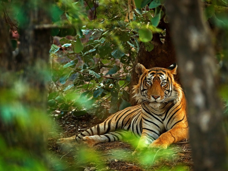 India - Ranthambore National Park- Tiger
