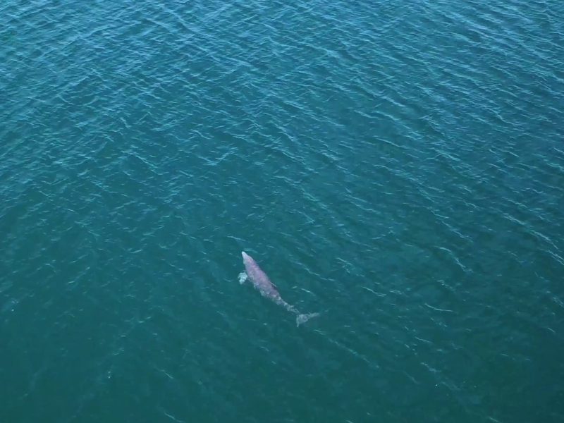 Bocas del Toro - Dolphin Bay
