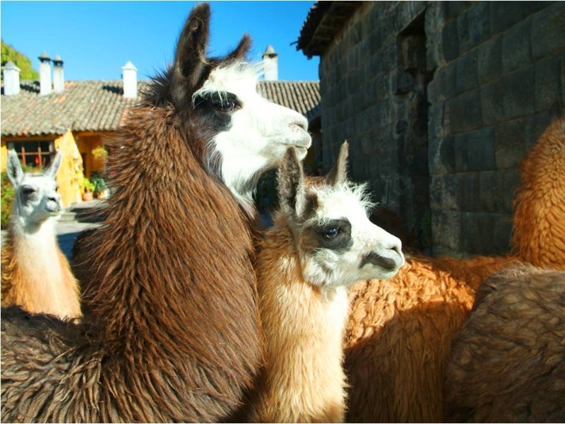 Lama