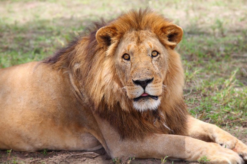 Lion