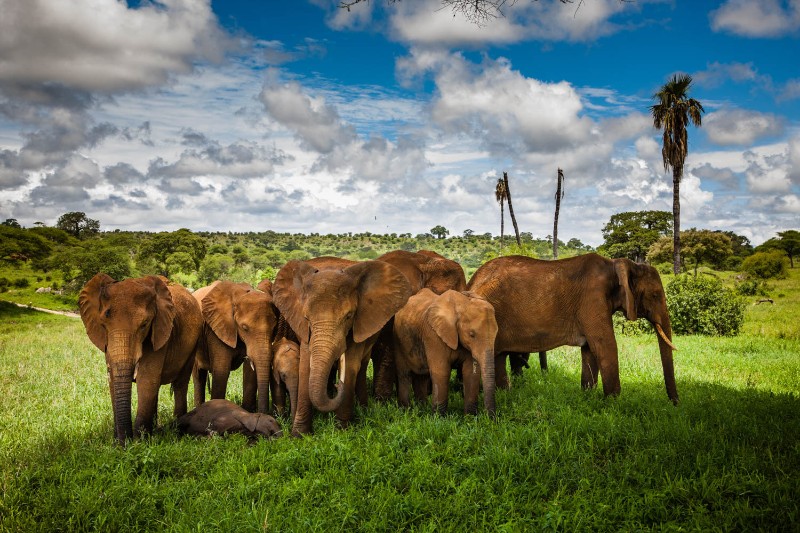 Eléphant