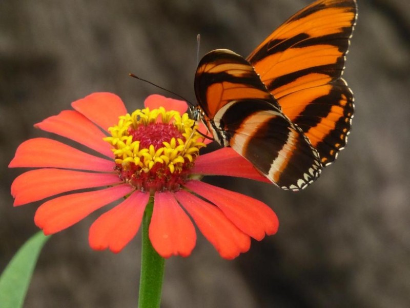 La Rosa de los Vientos 