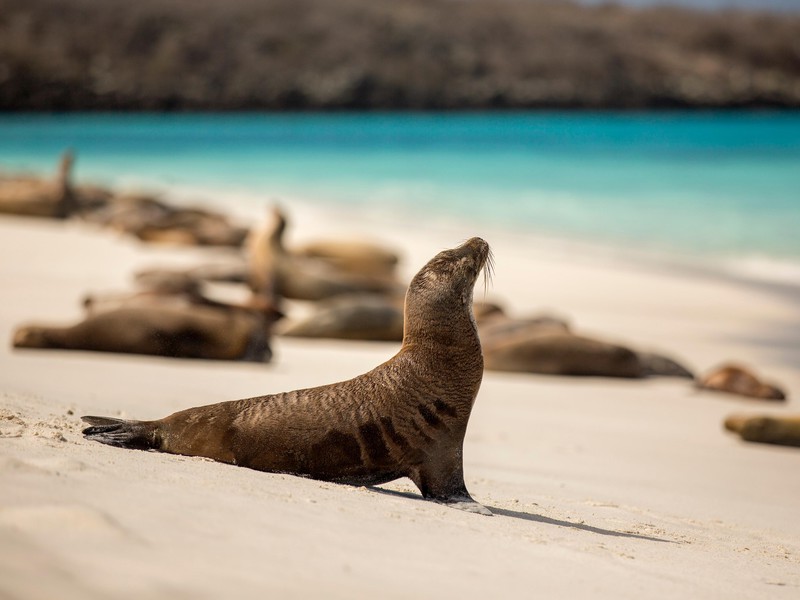Der Strand La Lobería
