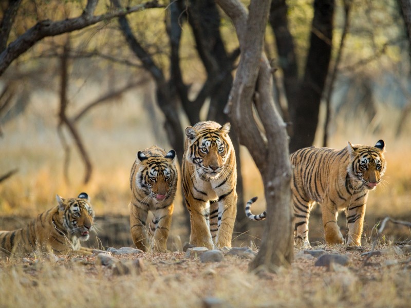 Ranthambhore NP-Rajasthan-Indien