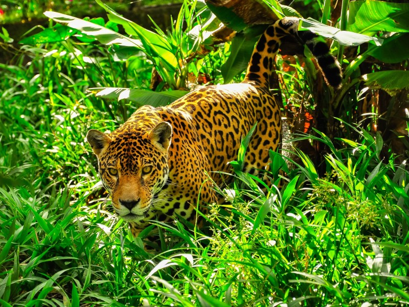 Jaguar - Regenwald - Ecuador