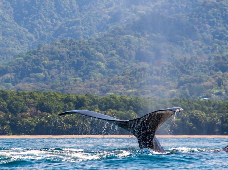 Costa Rica - Uvita