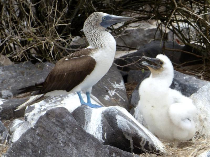 Blaufußtölpel mit Jungem
