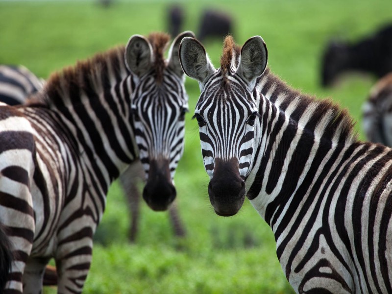 Zebras 