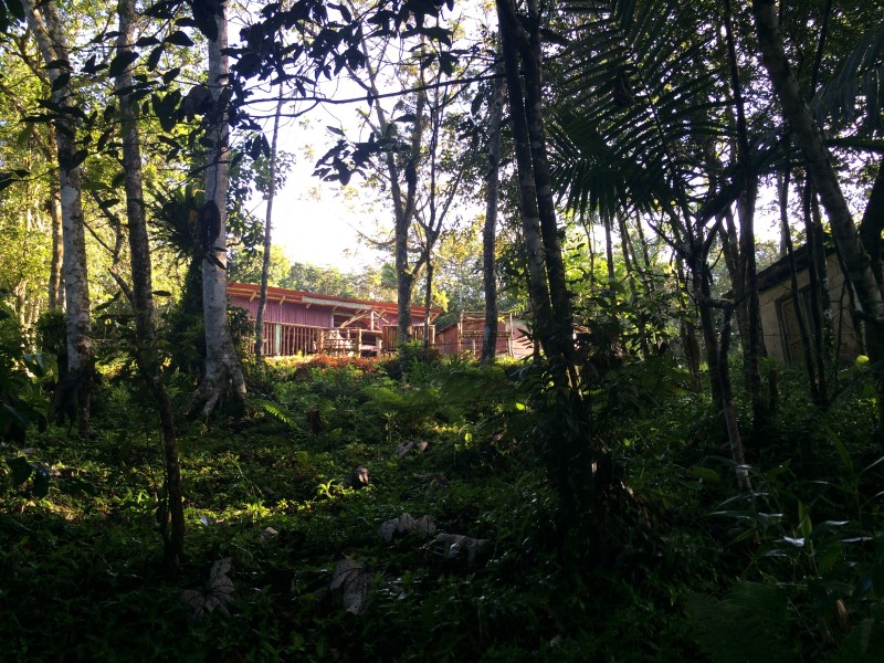 Wanderweg durch den Nebelwald