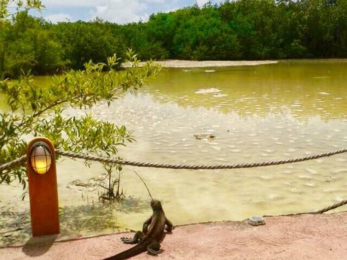Terrace with Marine Iguana