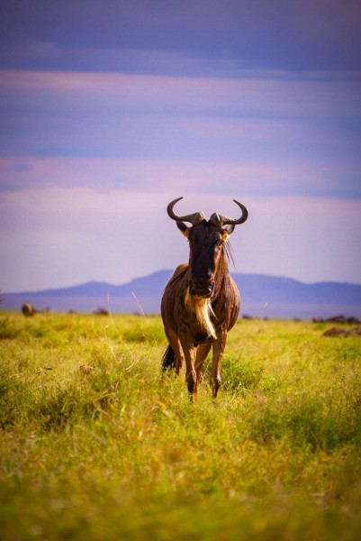 Wildebeest 