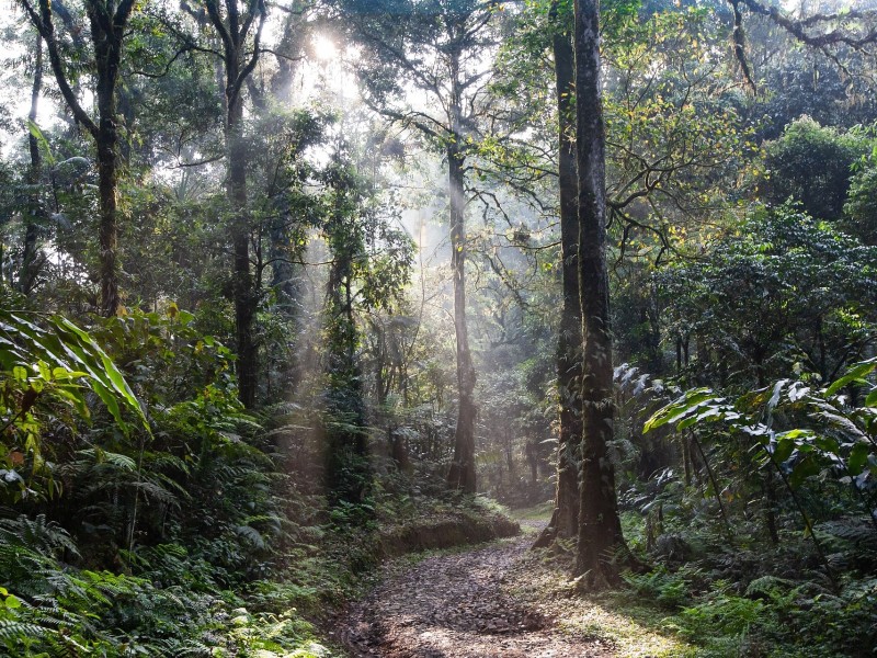Rainforest