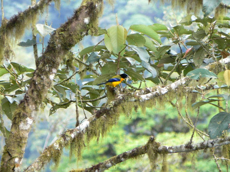 Vogelbeobachtung im Nebelwald