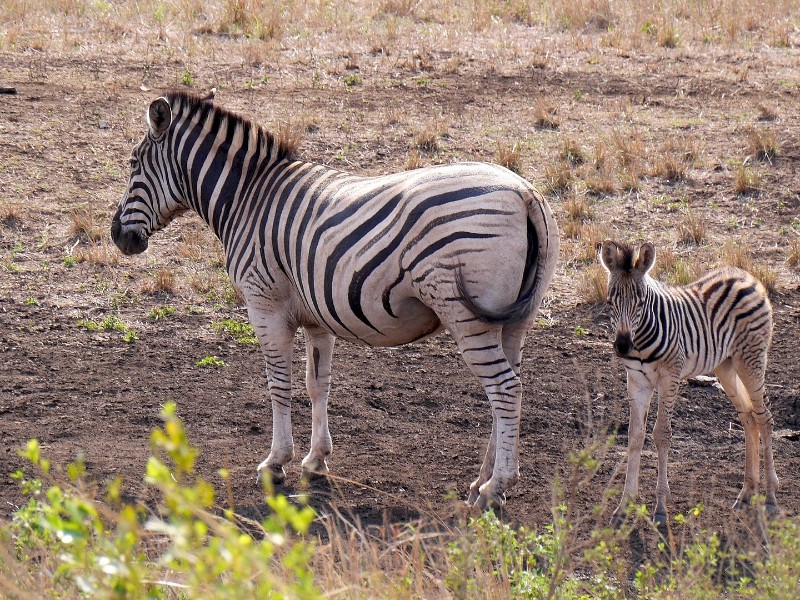 Hluhluwe, South Africa, Zebra