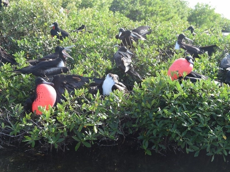 Frigate Birds