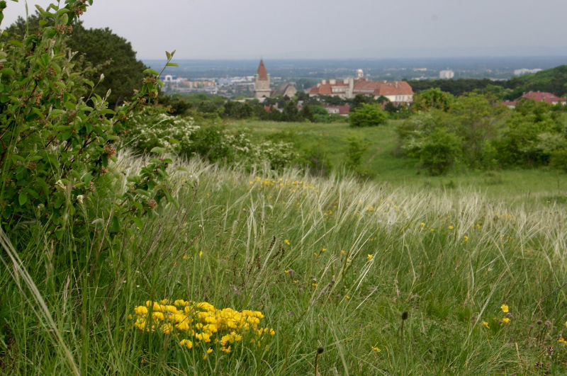 Perchtoldsdorf Vienna