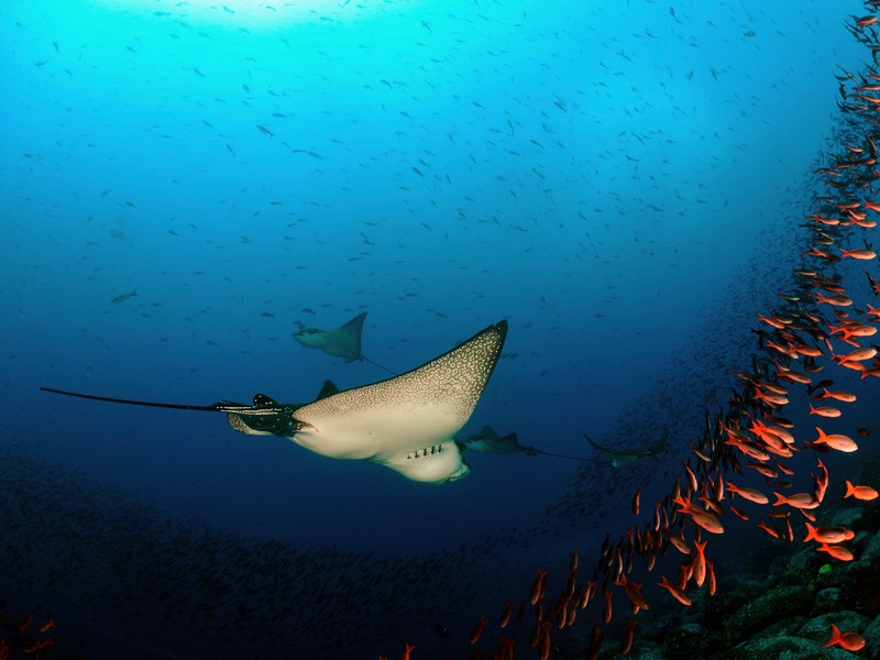 Wunderbare Unterwasserwelt