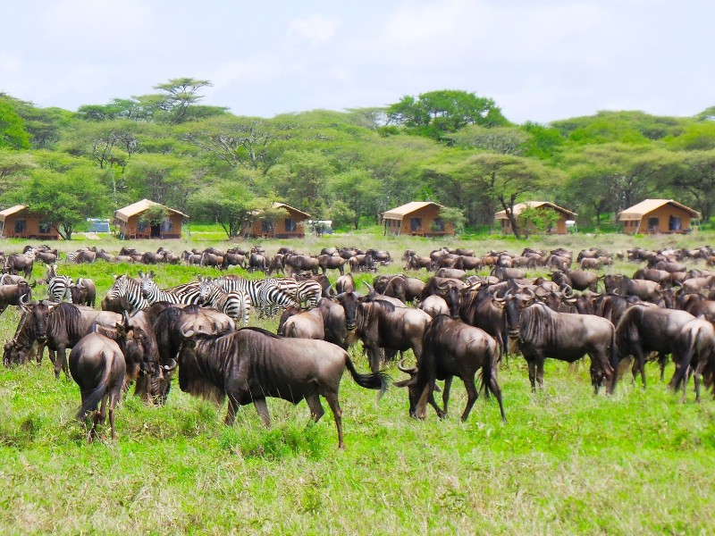 Africa Safari Serengeti Kusini