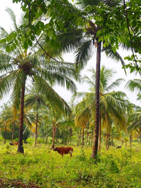 Gewürzfarm auf Sansibar