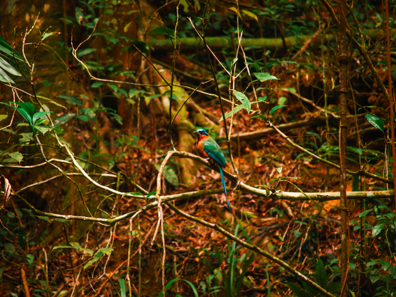 Tobago Main Ridge Forest bird