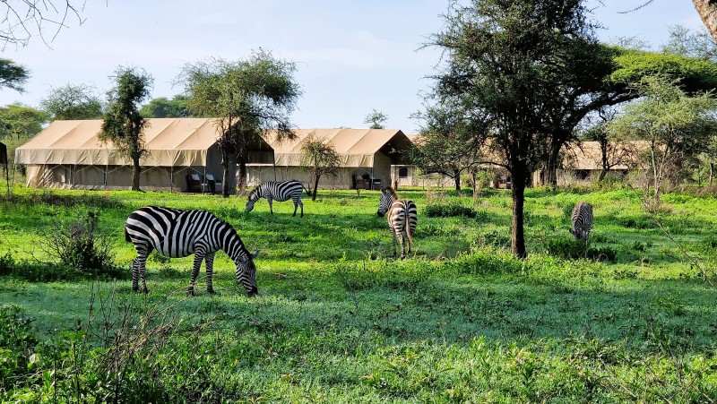 Zebras in Africa Safari South Serengeti