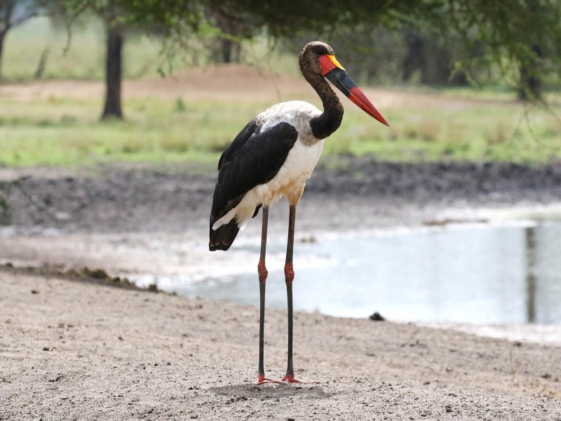 Saddle-billed stork