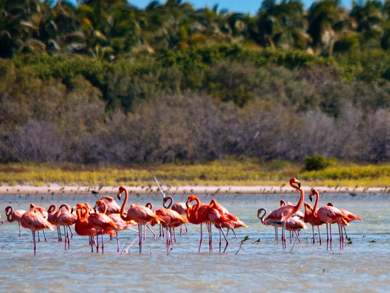Flamingos