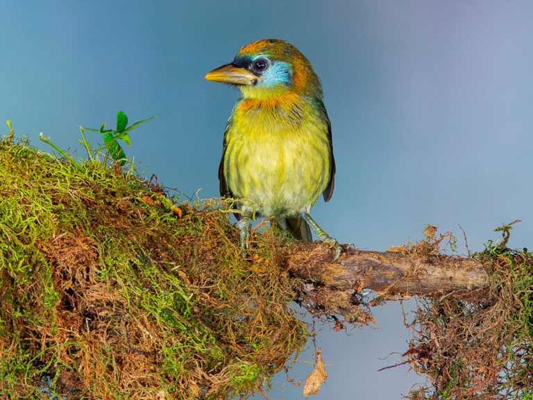 Yellow-breasted Antpitta