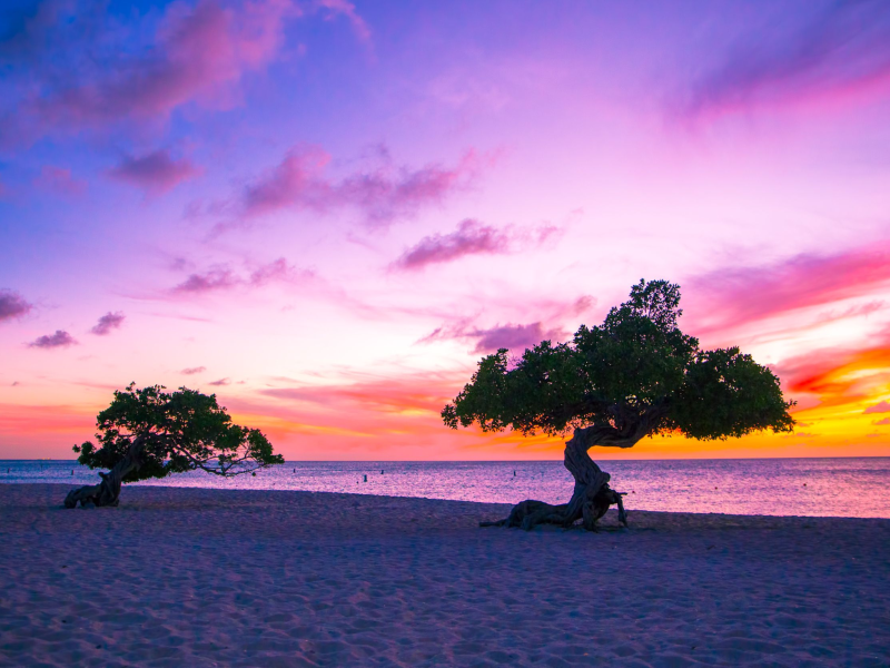 Beautiful divi divi trees at sunset