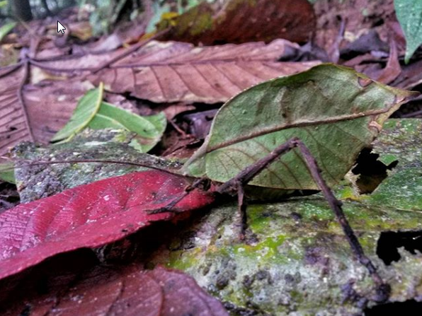 Tarn-Heuschrecke im biologische Station