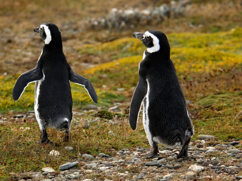 Tierra del Fuego - Pinguine