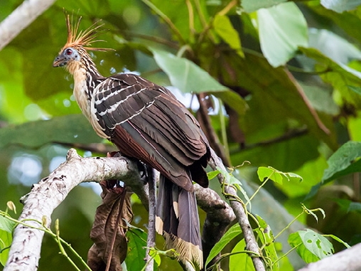 Hoatzin