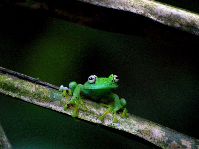 La Selva Lodge - Frosch im Urwald