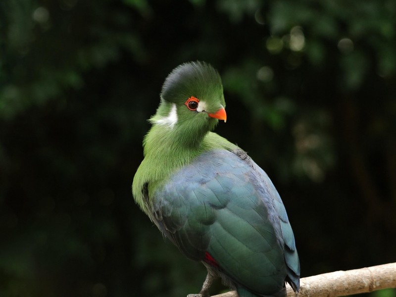 Turaco