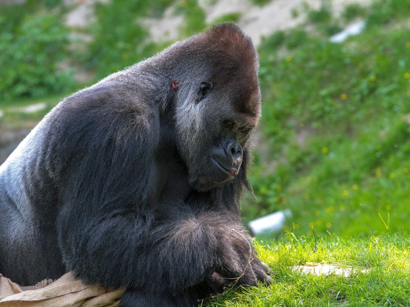 Gorilla