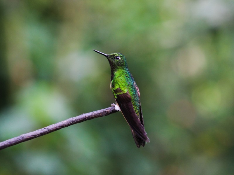 Wildlife in Salento