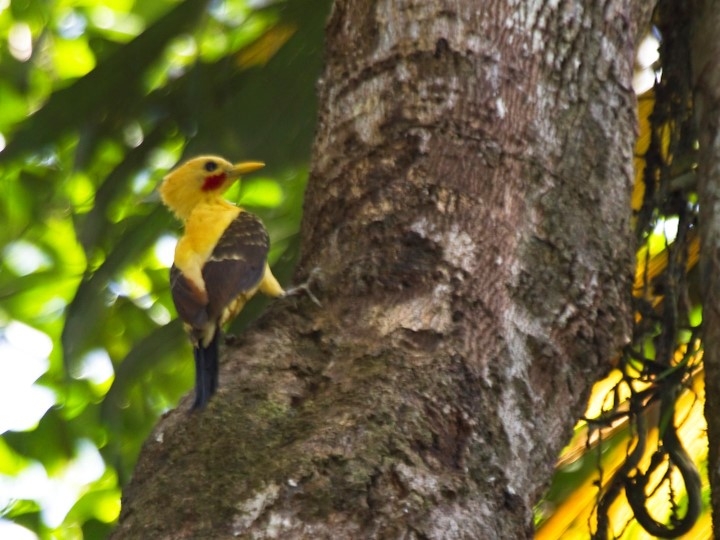 Ceiba Tops