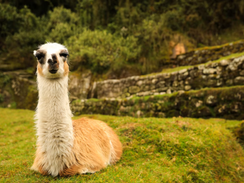 Inca Trail_5