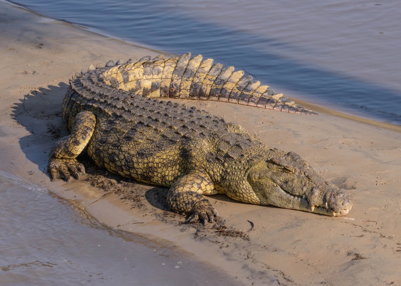 Nilkrokodil