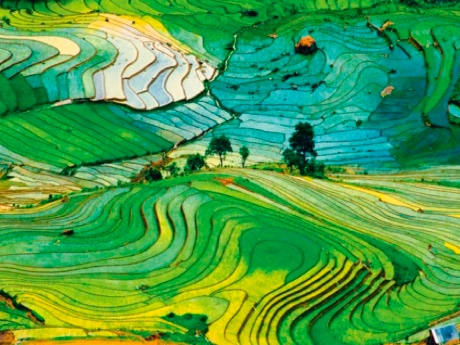Vietnam - Laocai - Rice fields