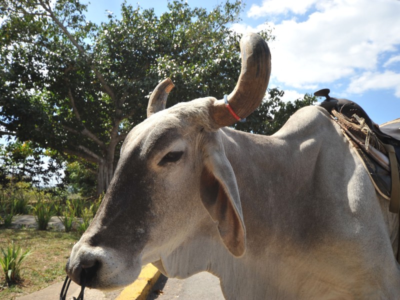 Pinar del Rio & Viñales